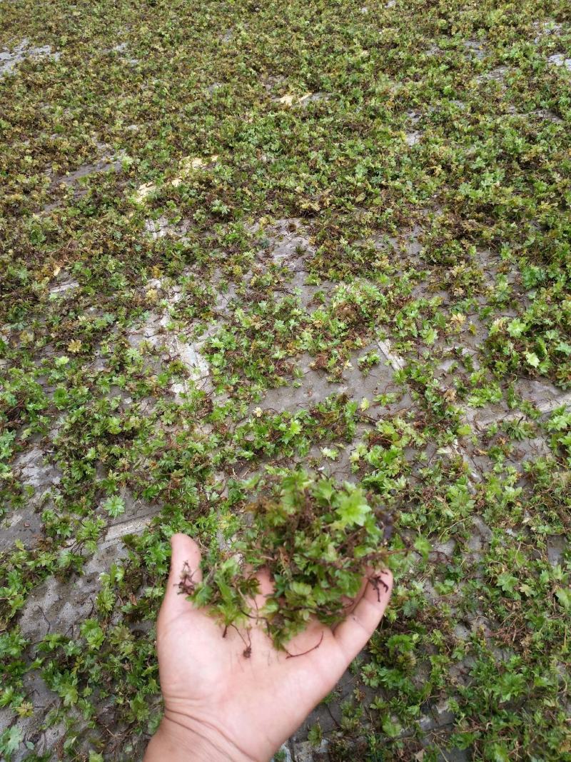 回心草铁脚一把伞当年新货云南腾冲特产干货包邮