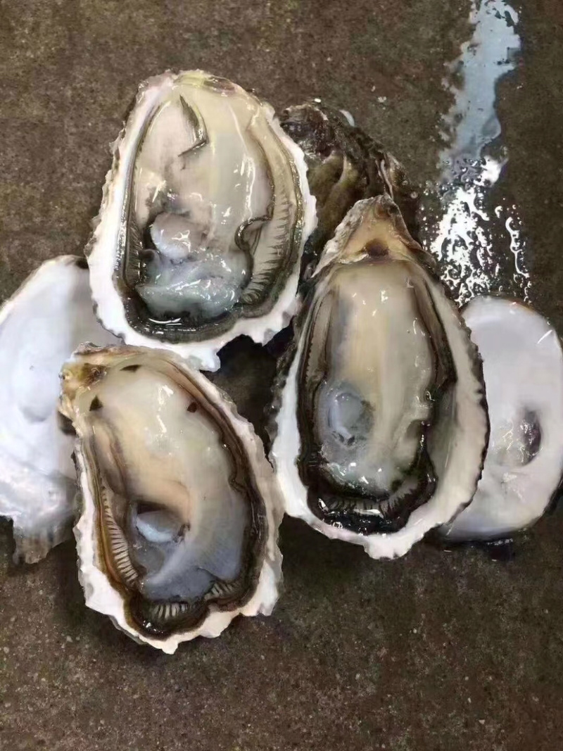 生蚝活鲜烧烤全壳生蚝代加工半壳生蚝批发直销