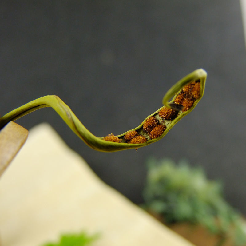 云南野生化石草肾精草化石草茶新货包邮正宗中药材化石草泡水
