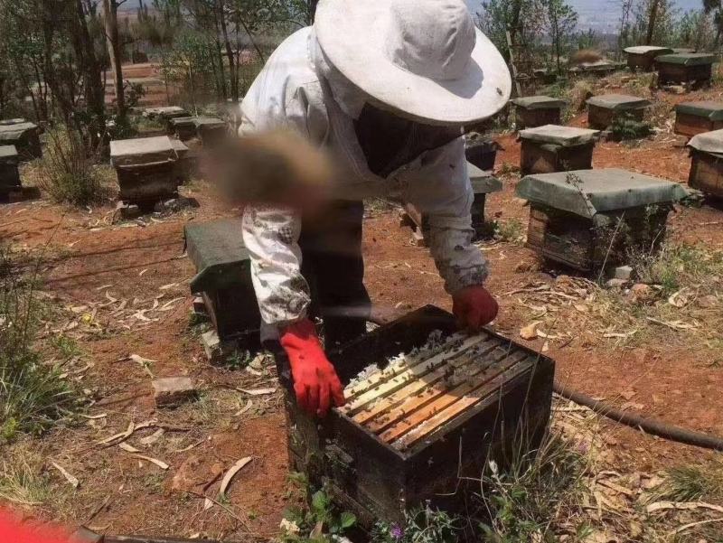 蜂蜜，巢蜂蜜，正宗云南老山货，铁箱装，卖80元模式