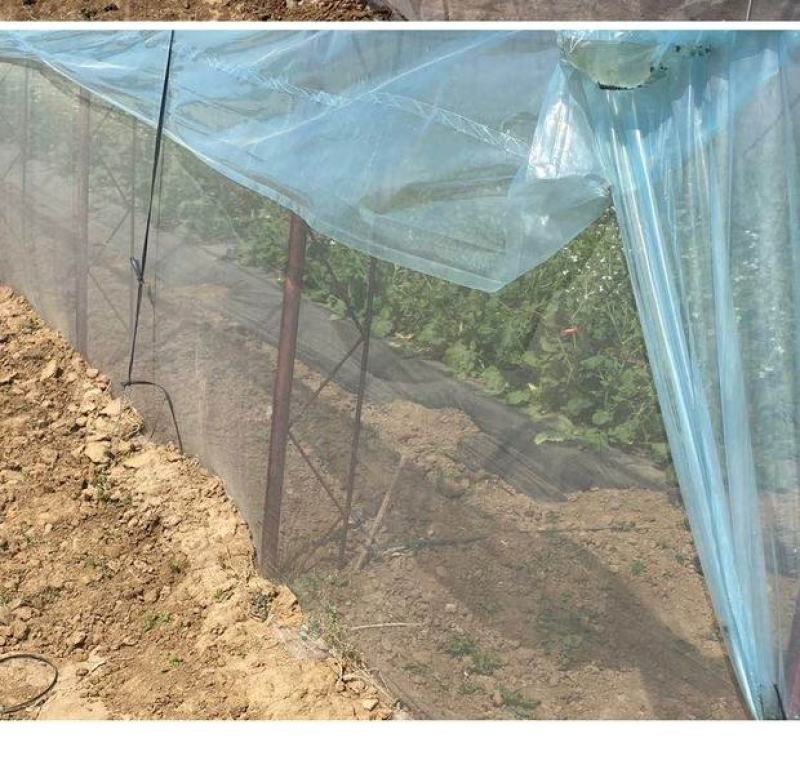 大棚防虫网果树果园网罩蔬菜植物防护网花卉农作物拱棚挡虫网