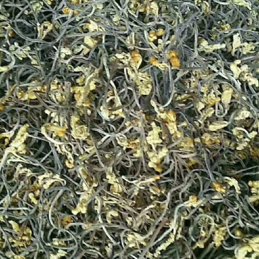 出口级蕨菜干，没有老根，22斤一箱，天然优质蕨菜大量批发