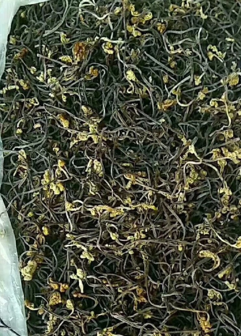 出口级蕨菜干，没有老根，22斤一箱，天然优质蕨菜大量批发