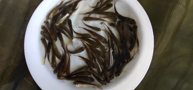 抗病毒草鱼苗（包邮质优）大小规格欢迎咨询
