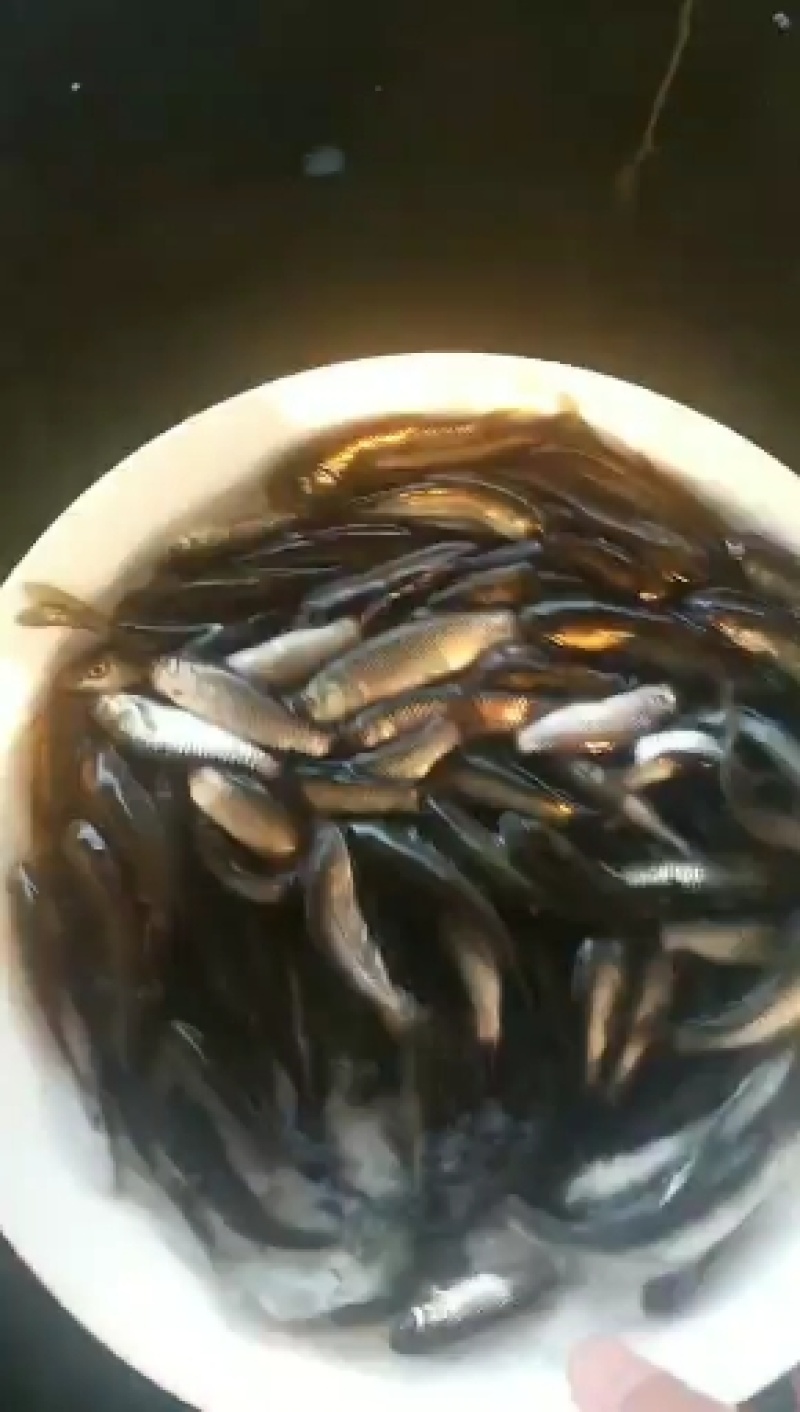 抗病毒草鱼苗（包邮质优）大小规格欢迎咨询
