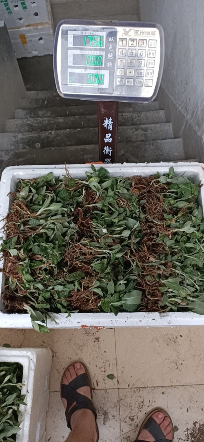 野生斑叶兰(原生态，无污染，包邮)质量保证