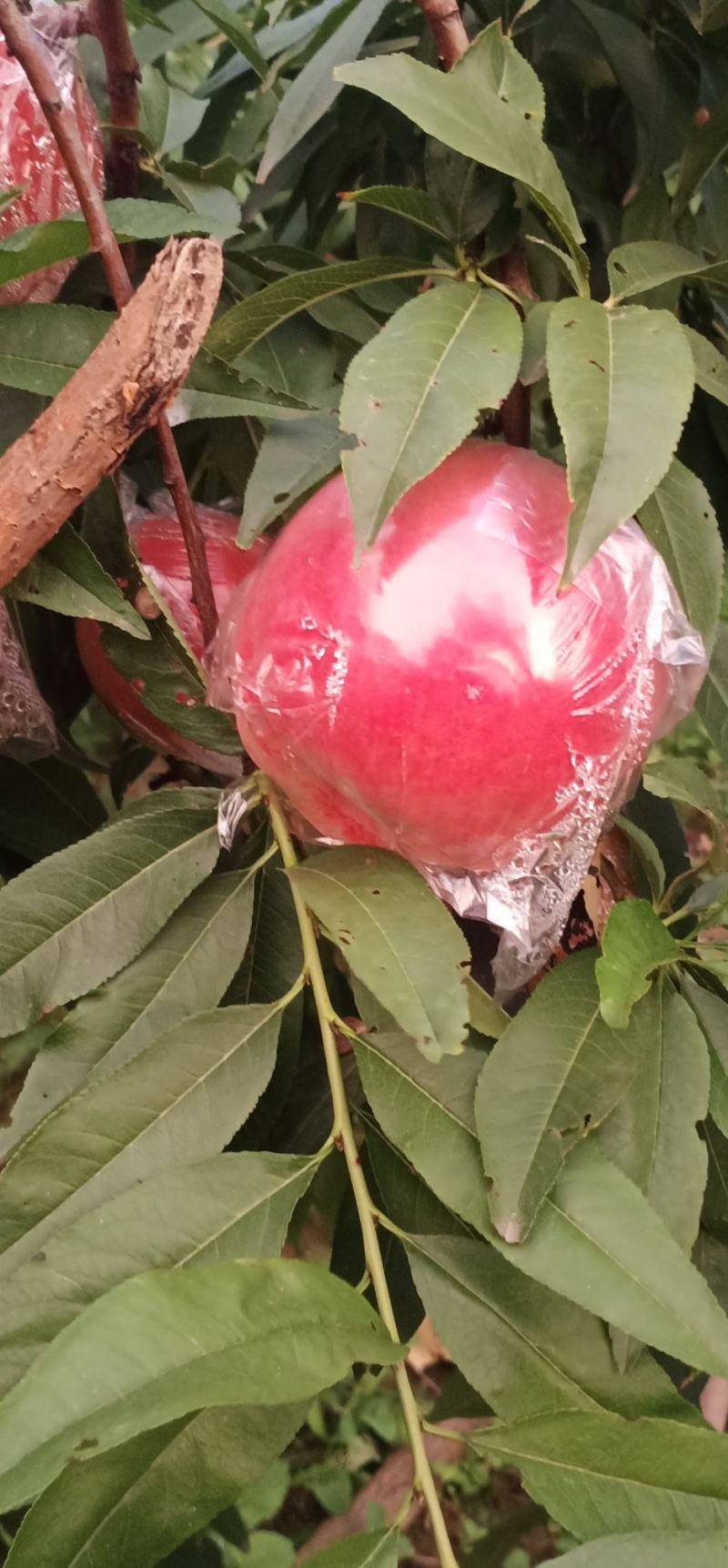 纸加膜桃子，纸袋桃子，膜袋桃子，