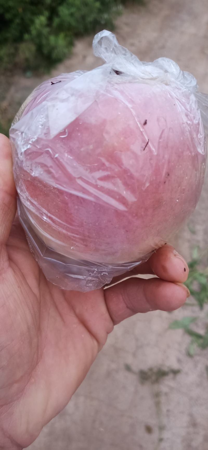 纸加膜桃子，纸袋桃子，膜袋桃子，