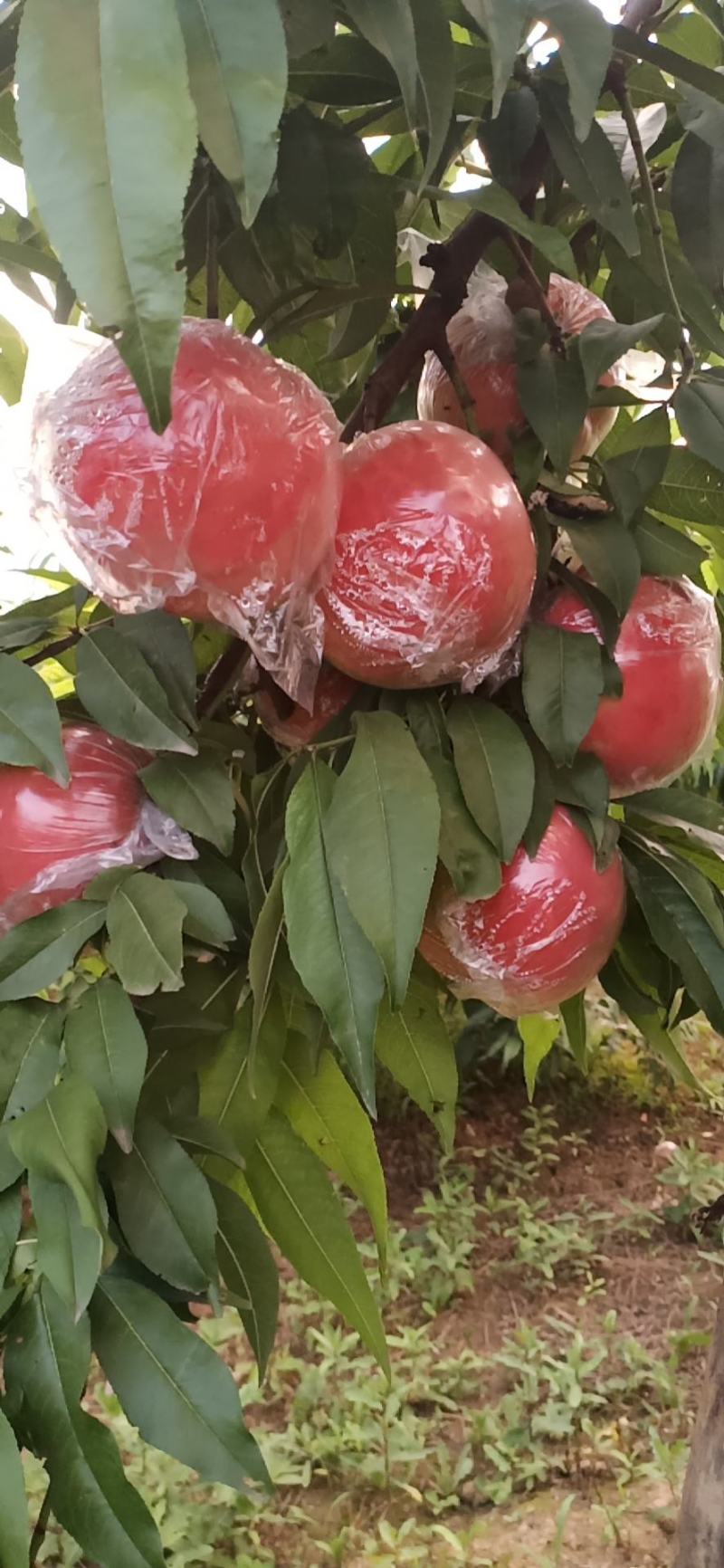 纸加膜桃子，纸袋桃子，膜袋桃子，