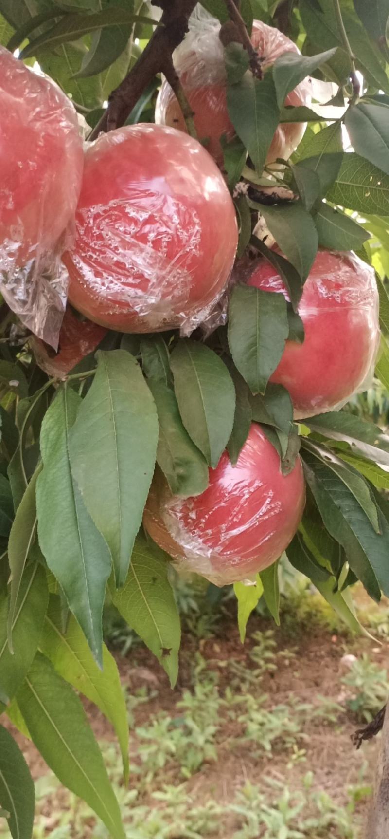 纸加膜桃子，纸袋桃子，膜袋桃子，