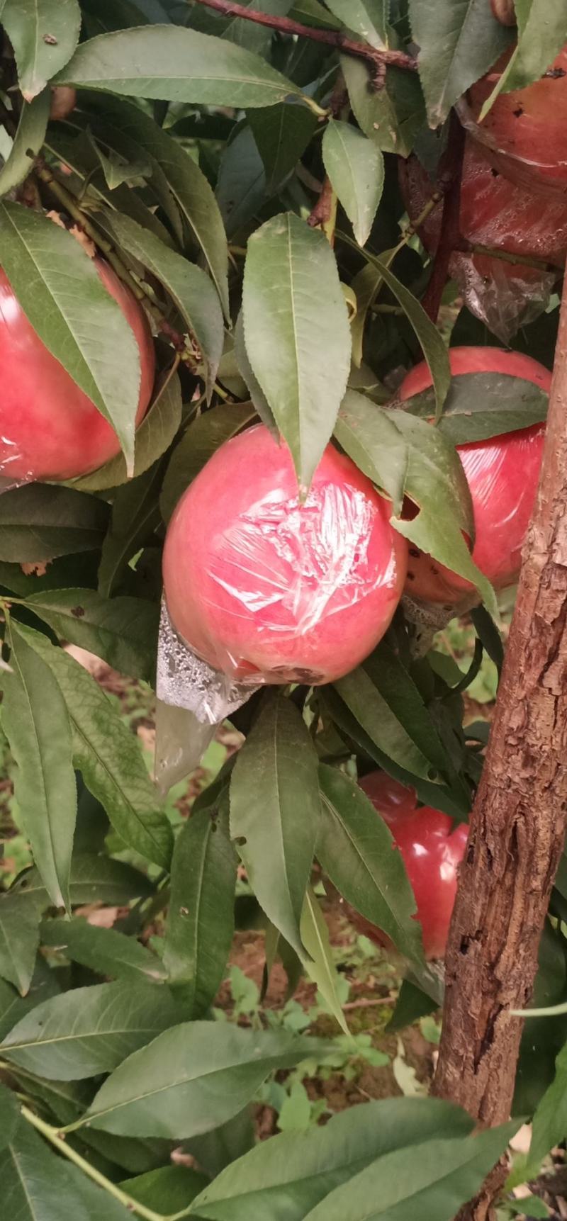 纸加膜桃子，纸袋桃子，膜袋桃子，