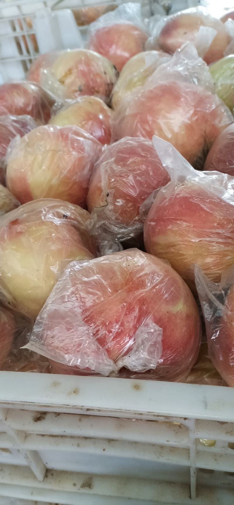 纸加膜桃子，纸袋桃子，膜袋桃子，