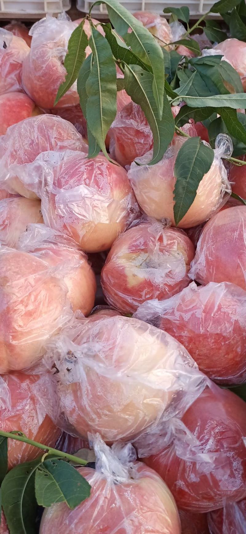 纸加膜桃子，纸袋桃子，膜袋桃子，