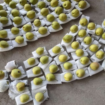 库尔勒香梨包质量包运费