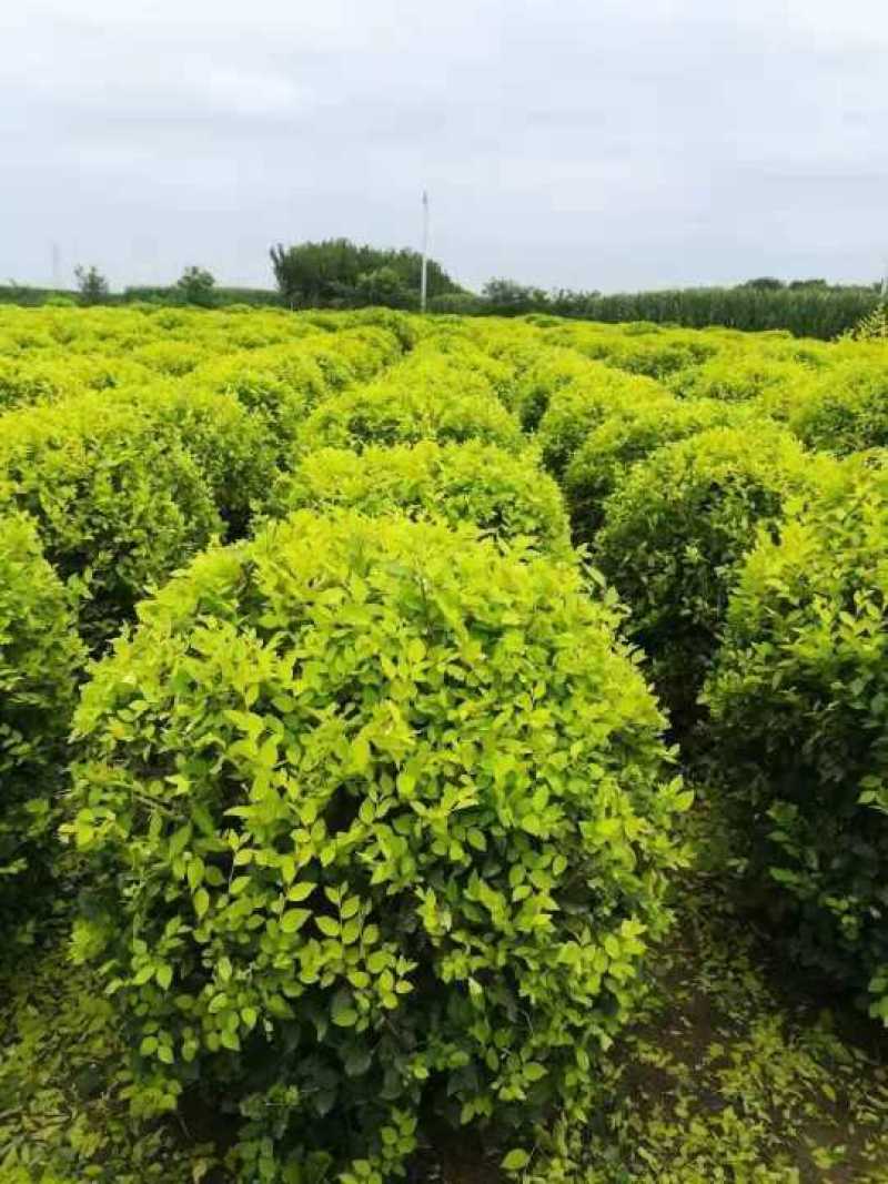 河北红叶小檗球，金叶女贞球，金叶榆球，红叶李球，卫矛球。