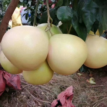 三红蜜柚
