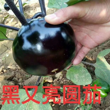 茄子苗长茄苗山东茄子苗苗厂直供价格合理没有中间差价