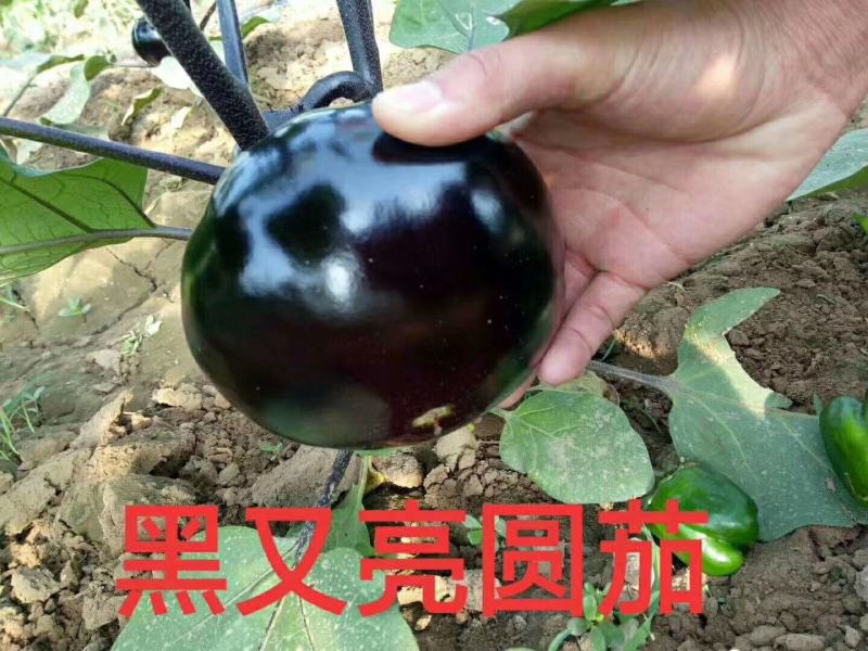 茄子苗长茄苗山东茄子苗苗厂直供价格合理没有中间差价