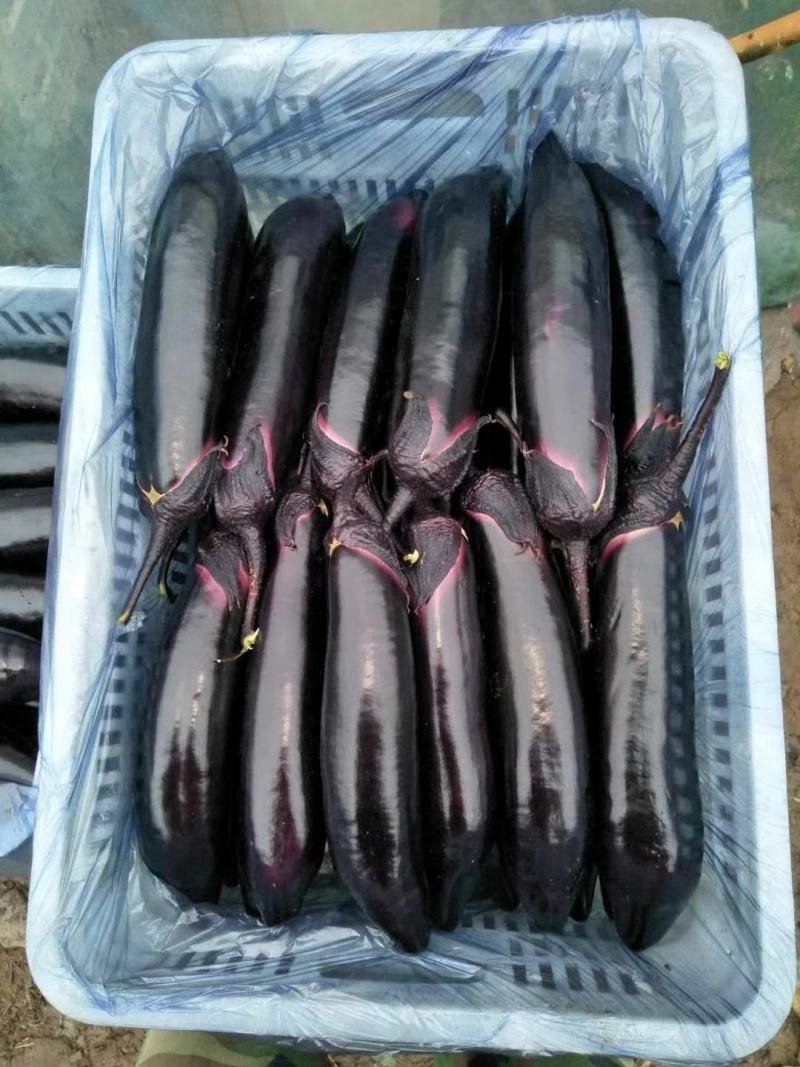 茄子苗长茄苗山东茄子苗苗厂直供价格合理没有中间差价