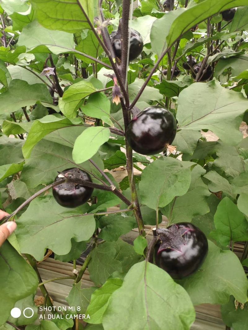 茄子苗长茄苗山东茄子苗苗厂直供价格合理没有中间差价