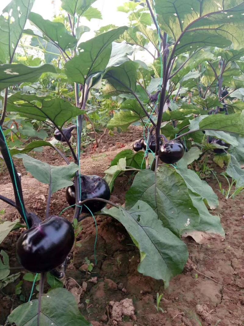 茄子苗长茄苗山东茄子苗苗厂直供价格合理没有中间差价