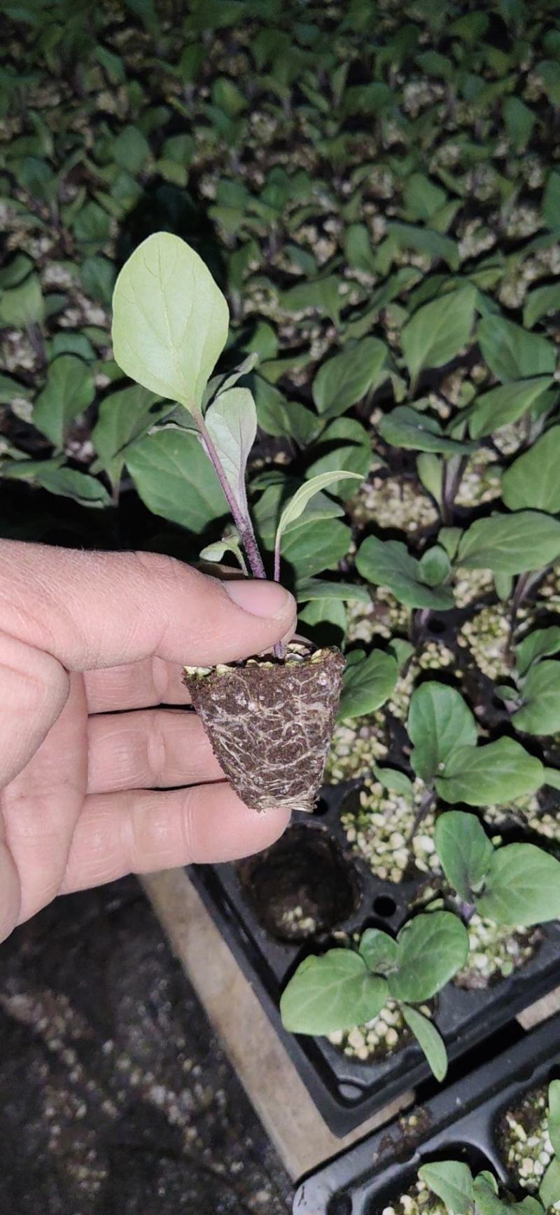 茄子苗长茄苗山东茄子苗苗厂直供价格合理没有中间差价