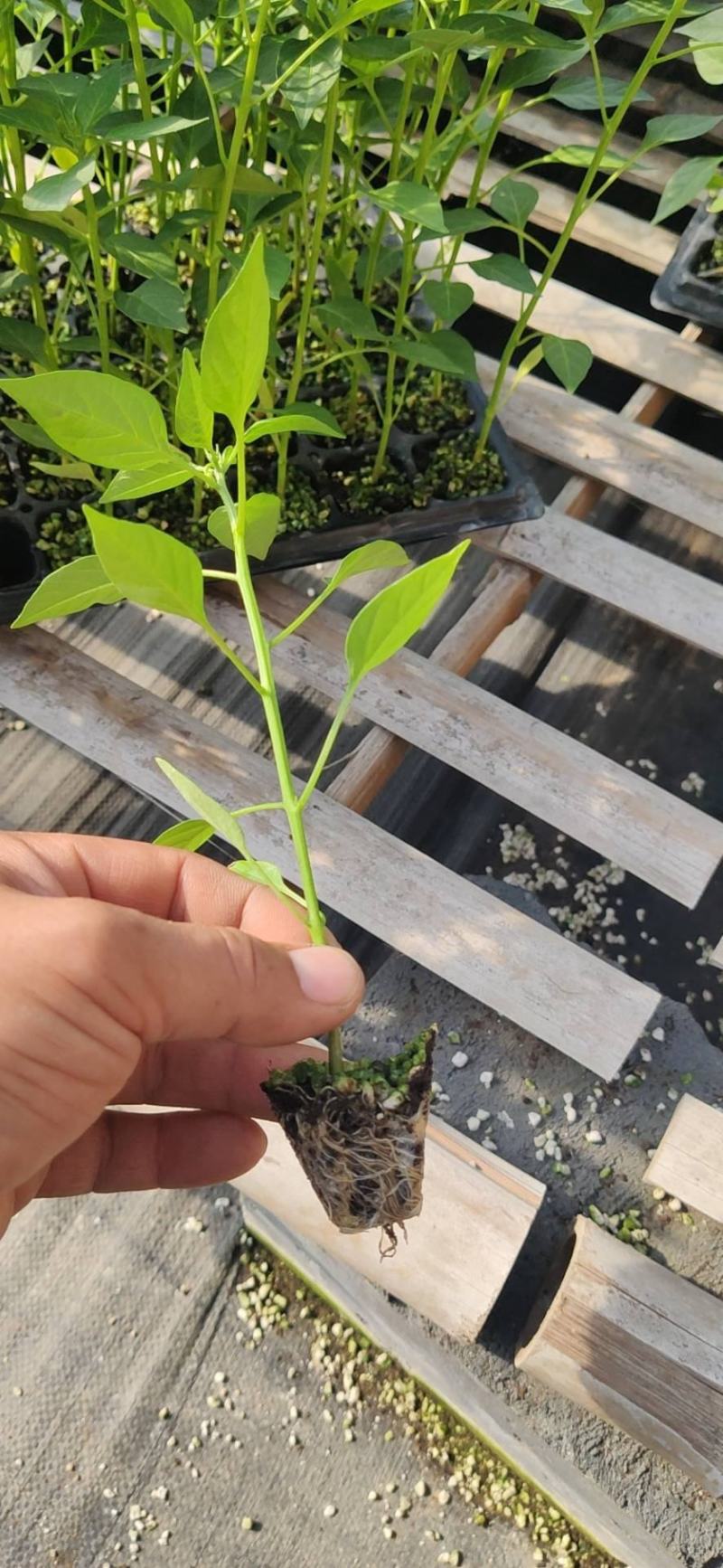 螺丝椒苗辣椒苗大果型螺丝椒苗苗厂直供价格合理