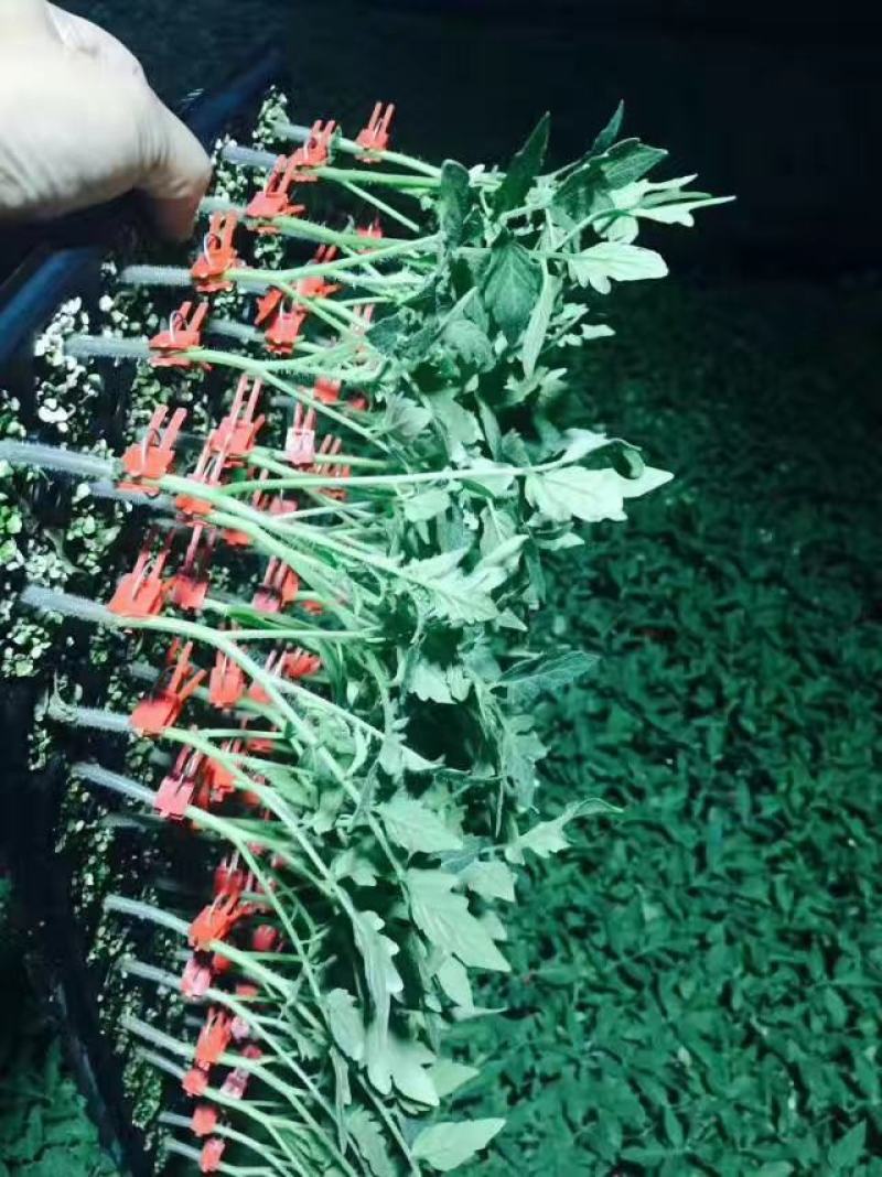 【放心苗】番茄苗西红柿大红苗子基地直供电话咨询有优惠