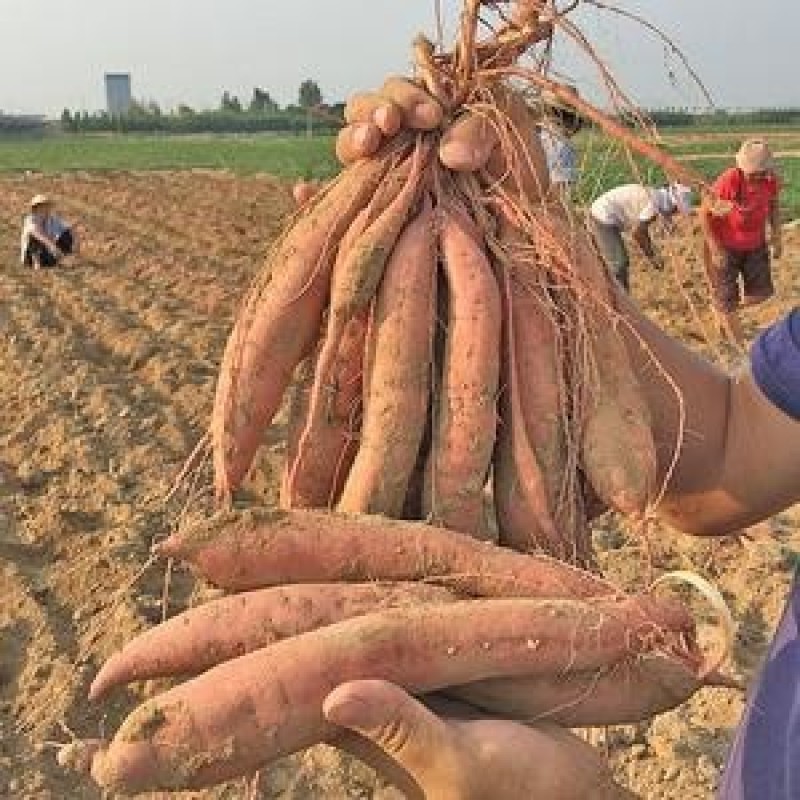 板栗红薯产地大量上市秦薯五号地头装货大量上市欢迎联系