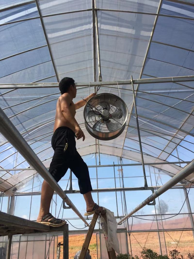 种植养殖内循环风机环流风机温室大棚