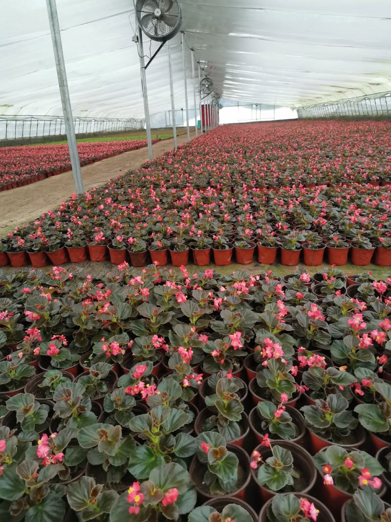 种植养殖内循环风机环流风机温室大棚