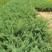 沙地柏，扦插苗，沙地柏杯苗，常绿灌木地被，沙地柏