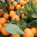 蜜橘汉中蜜橘货源充足味甜口感都说好欢迎下单
