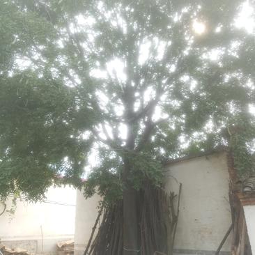 皂角树，大规格皂角树，精品大皂角树