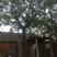 皂角树，大规格皂角树，精品大皂角树