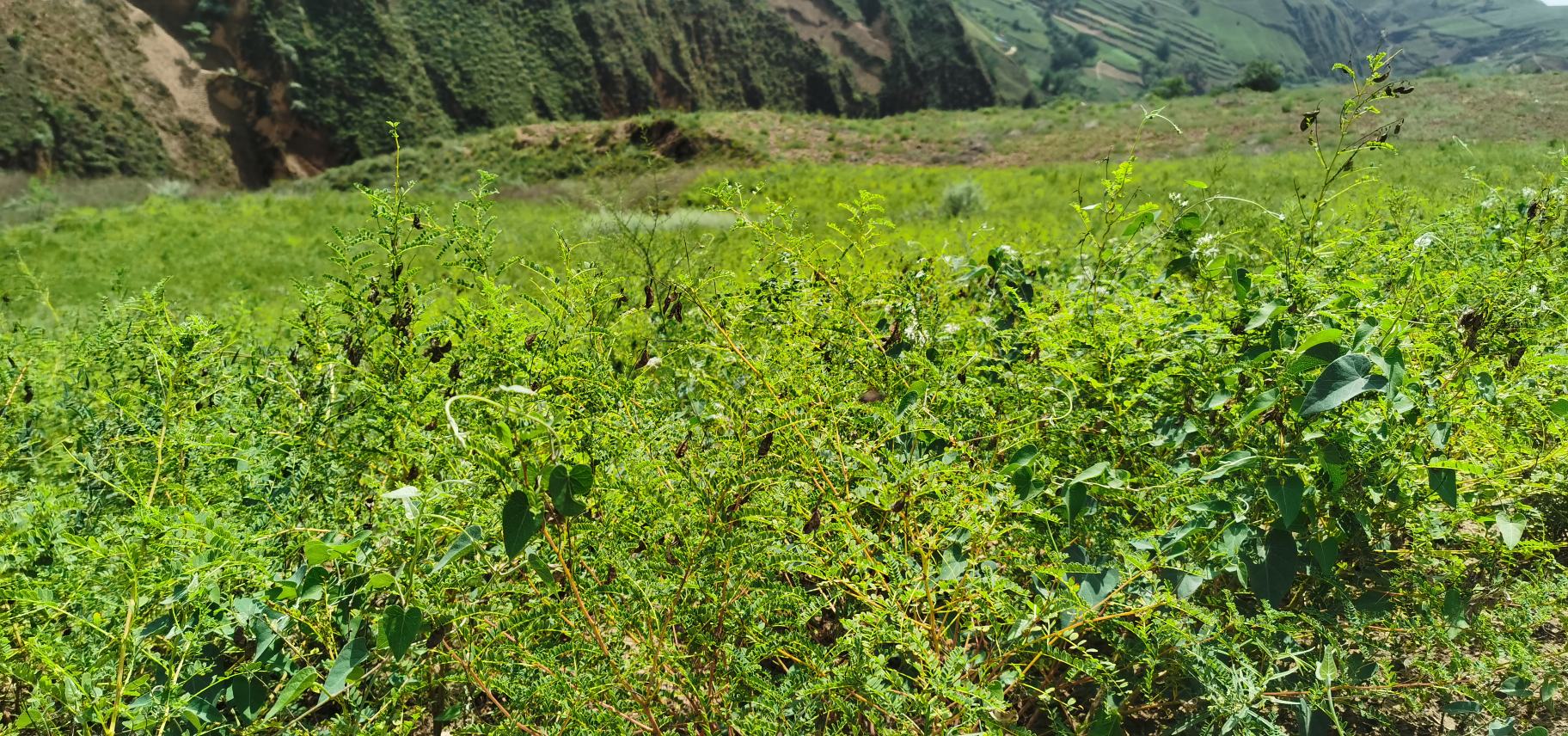 黄芪与陈皮并列展示图,背景为自然农家环境 黄芪与陈皮实物图