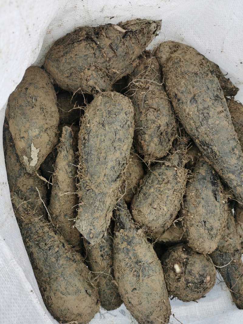 入地老鼠粉，亲力亲为更能了解产品