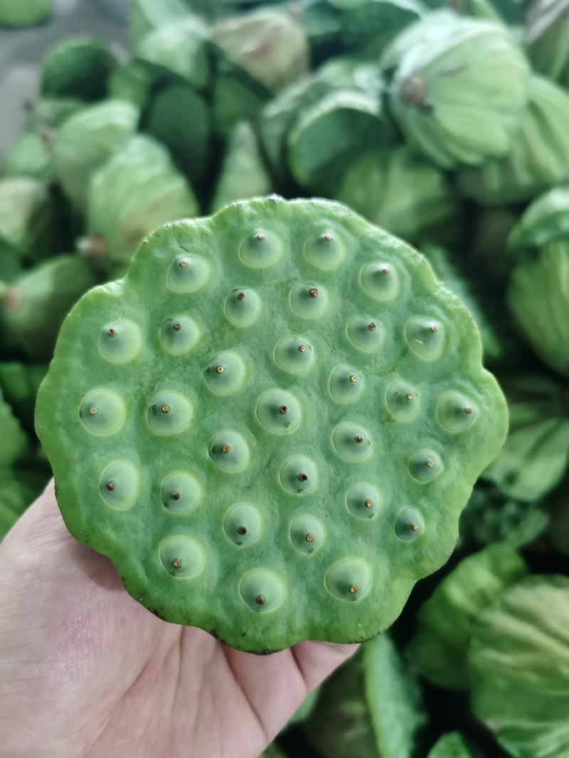 莲蓬湖北新鲜现摘发一手货可开票合作社基地稳定货发全国