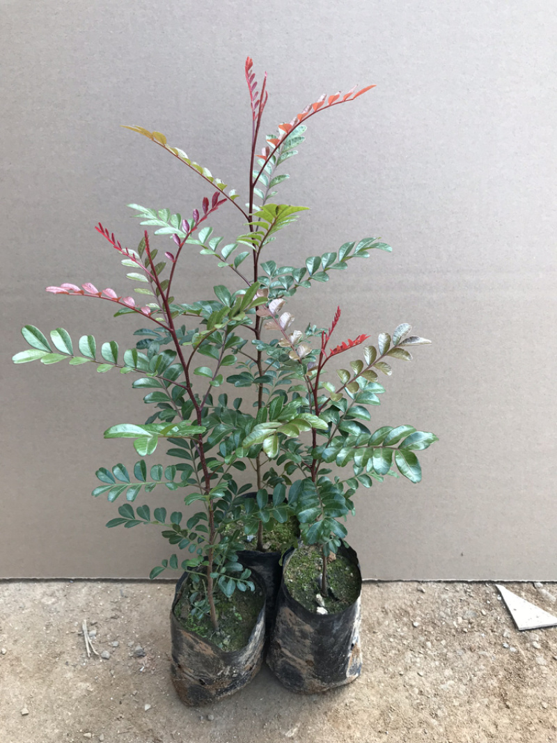 正宗红芽清香木苗盆栽树苗清香木树景观树苗造林苗