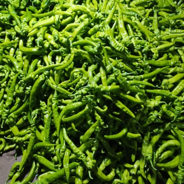 精品蔬菜大量上市欢迎朋友们来采购