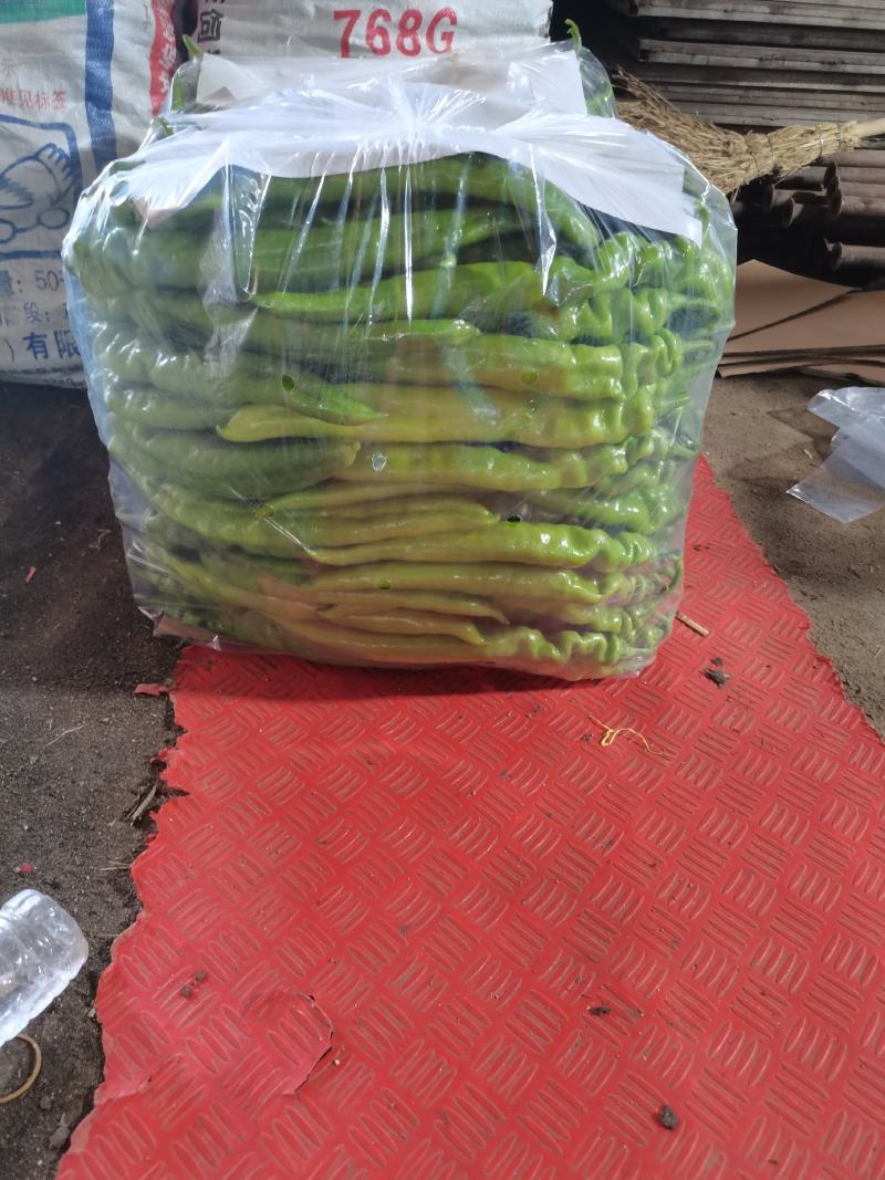 精品蔬菜大量上市欢迎朋友们来采购