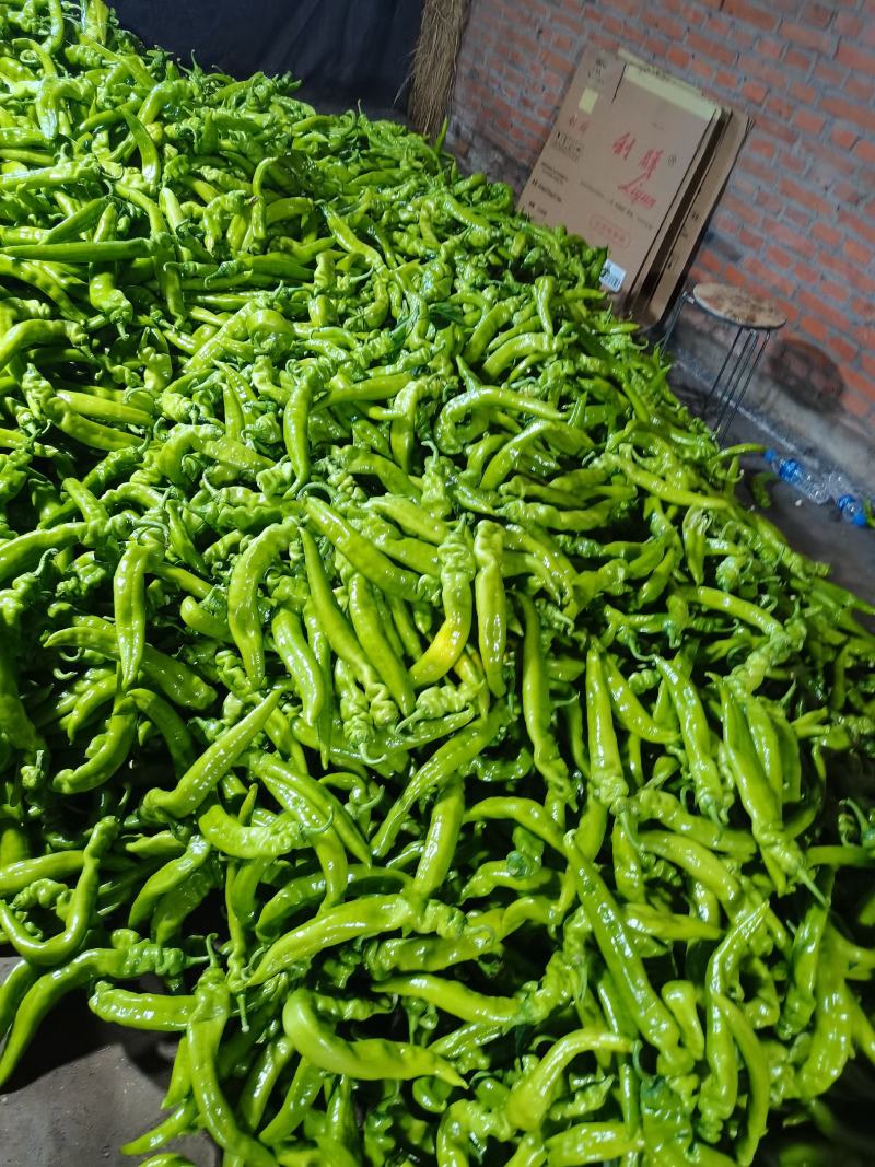 精品蔬菜大量上市欢迎朋友们来采购