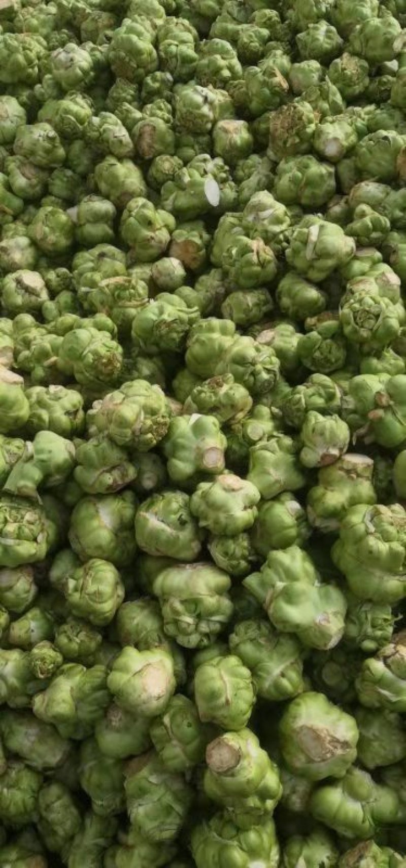 榨菜提前预定，量大从优