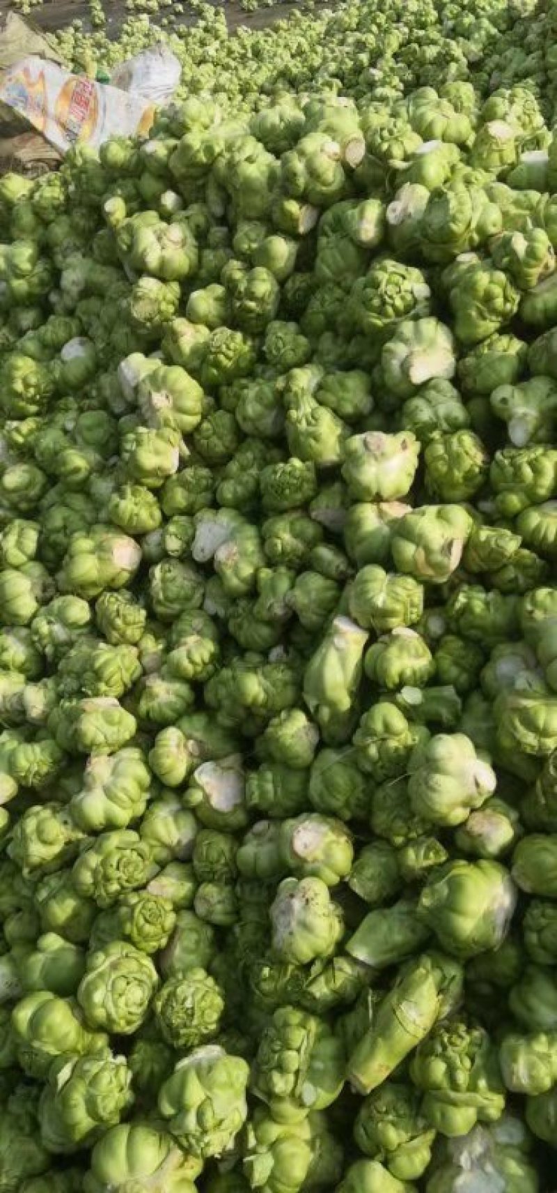 榨菜提前预定，量大从优