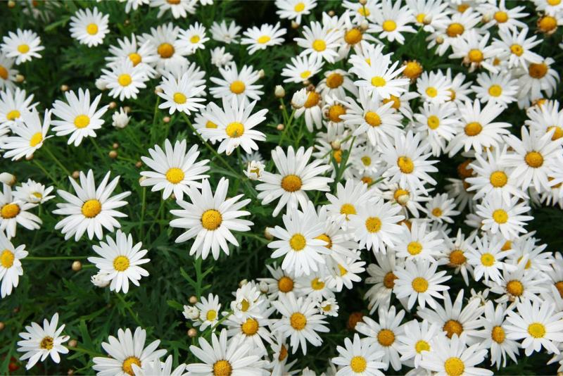 茼蒿菊种子黄金菊花种籽子春秋四季开花室外花草易活