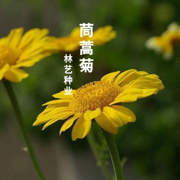 茼蒿菊种子黄金菊花种籽子春秋四季开花室外花草易活