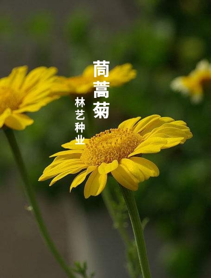 茼蒿菊种子黄金菊花种籽子春秋四季开花室外花草易活