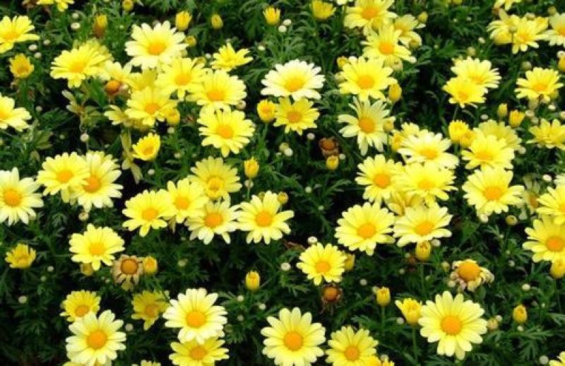 茼蒿菊种子黄金菊花种籽子春秋四季开花室外花草易活