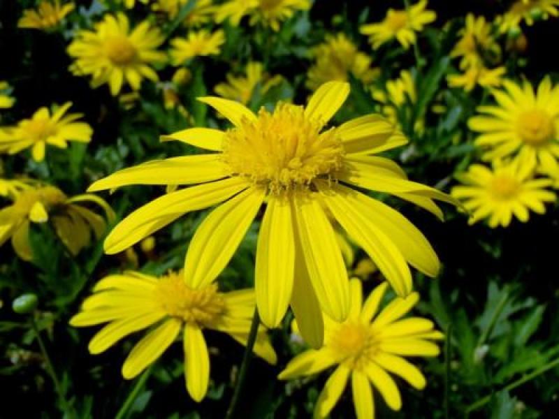 茼蒿菊种子黄金菊花种籽子春秋四季开花室外花草易活