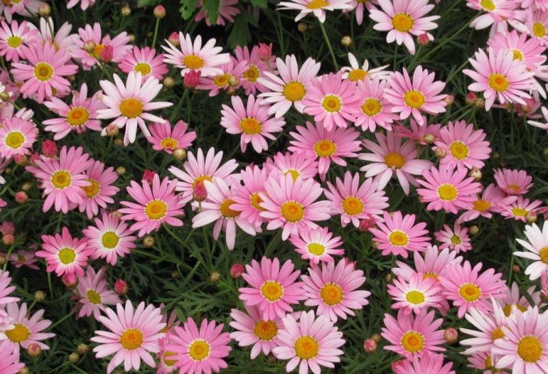茼蒿菊种子黄金菊花种籽子春秋四季开花室外花草易活